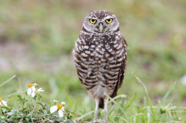 Burrowing Owl (athene cunicularia) clipart