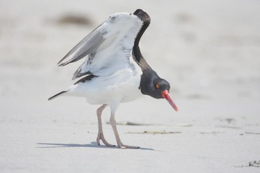 Amerikan istiridye yakalayıcısı (haematopus palliatus)