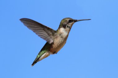 Yakut boğazlı sinekkuşu (Archilochus colubris)