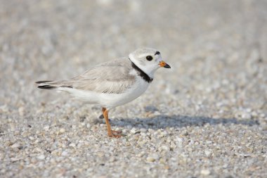 Endangered Piping Plover (Charadrius melodus) clipart