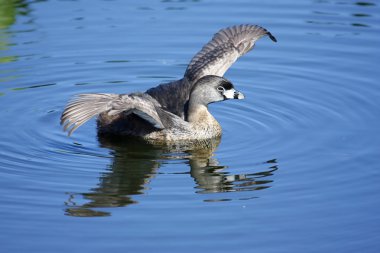 Pied-billed Grebe clipart