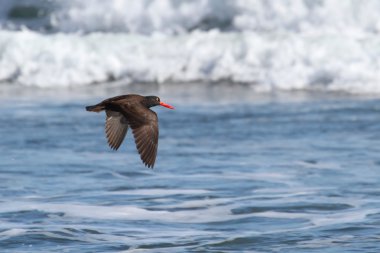 Black Oystercatcher (Haematopus bachmani) clipart