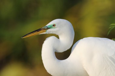 Great Egret (Ardea alba) clipart