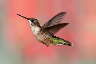 Ruby-throated Hummingbird In Flight clipart