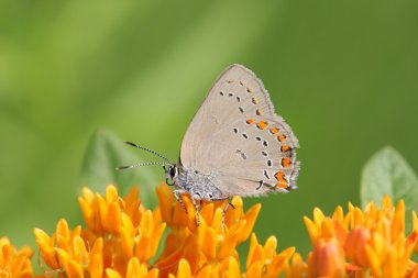 Mercan Hairstreak kelebek (Satyrium titus)