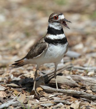 Killdeer (Charadrius vociferus) clipart