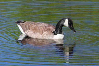 Kanada Kazı (Branta canadensis) Yüzme