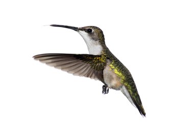 Isolated Ruby-throated Hummingbird clipart