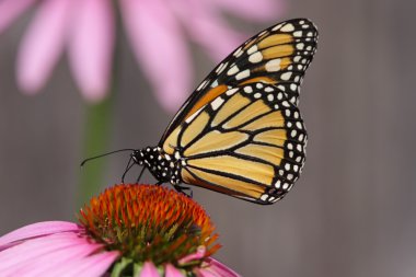 Kral Kelebeği (danaus plexippus))