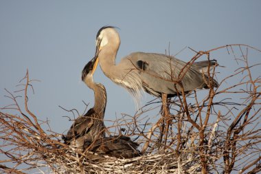 Great Blue Heron Feeding Babies clipart