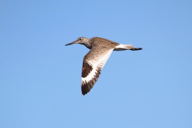 Willet (Catoptrophorus semipalmatus)