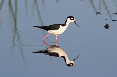 Black-necked Stilt (Himantopus mexicanus) clipart