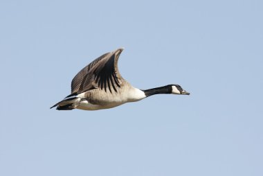 Kanada Kaz (branta canadensis) uçuşta