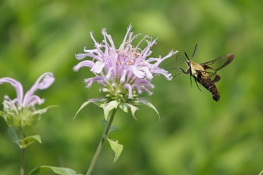 Snowberry clearwing (Hemaris diffinis) clipart