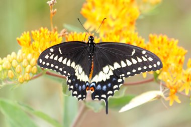 Black Swallowtail Butterfly clipart