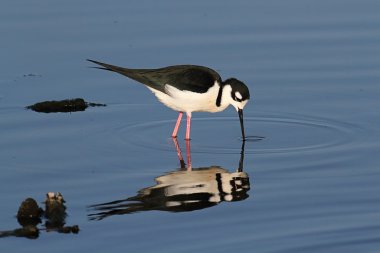 Siyah boyunlu Stilt (himantopus mexicanus)