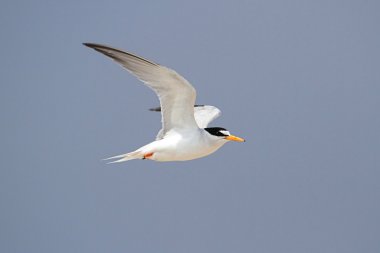 Federally Endangered Least Tern clipart
