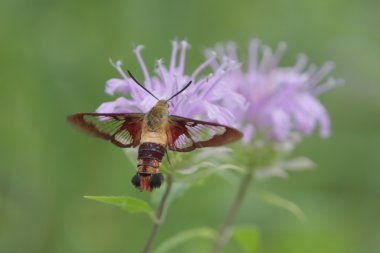 Ortak Clearwing (Hemaris thysbe)