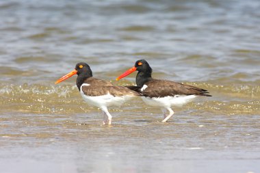 Amerikan istiridye yakalayıcısı (haematopus palliatus)