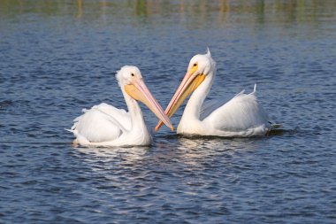 American White Pelicans clipart