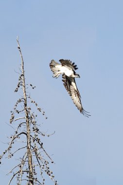 Osprey Pandion haliaetus clipart