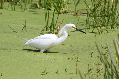 Karlı Akbalıkçıl (egretta thula)