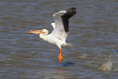 American White Pelican clipart