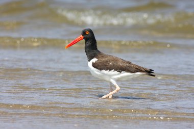 Amerikan istiridye yakalayıcısı (haematopus palliatus)