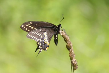 siyah swallowtail kelebek