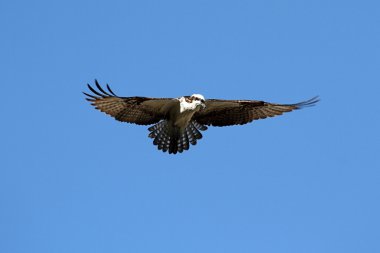 Osprey (pandion haliaetus) clipart