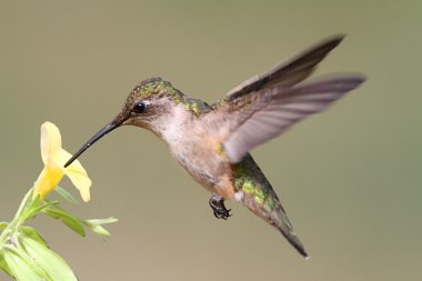 Juvenile Ruby-throated Hummingbird clipart