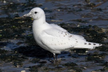 Rare Ivory Gull (Pagophila eburnea) clipart