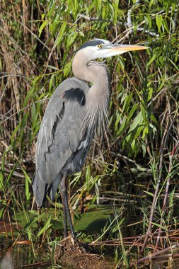 Great Blue Heron (Ardea Herodias) clipart