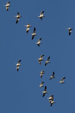 Snow Geese In Flight clipart