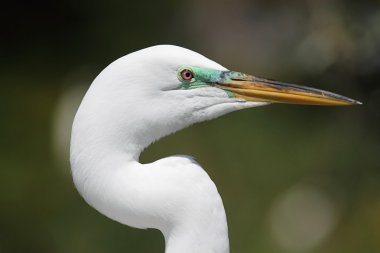 Great Egret (Ardea alba) clipart