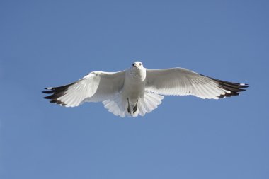 Ring-billed Gull clipart