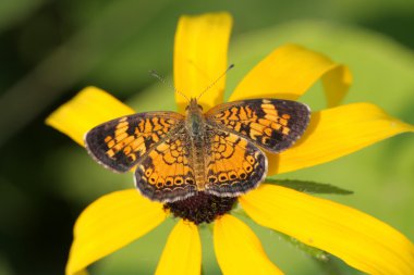 Pearl Hilal kelebek (Phyciodes tharos)