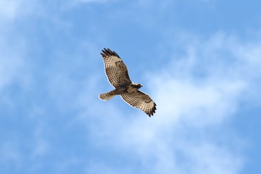 Juvenile Red-tailed Hawk clipart