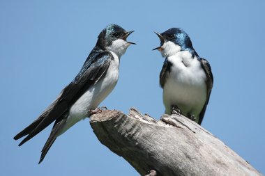 Pair of Tree Swallows on a stump clipart