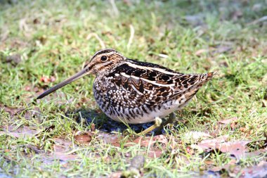 Wilsons Snipe in Spring clipart