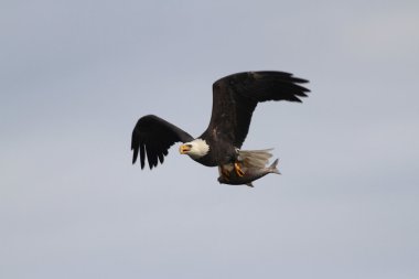 Yetişkin Kel Kartal (Haliaeetus leucocephalus)