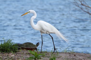 Great Egret (Ardea alba) clipart