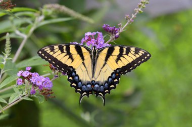 Kaplan Swallowtail kelebek (Papilio glaucas)