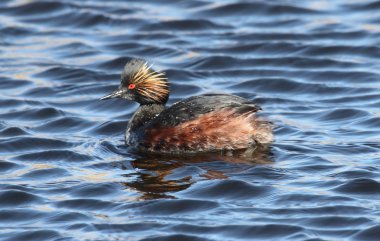 Eared Grebe (Podiceps nigricollis) clipart