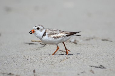 Nesli tükenmekte olan Boru hattların başka şekilli yağmurcunu (Charadrius melodus)