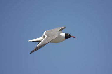 Laughing Gull By The Ocean clipart