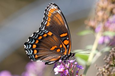 Red-spotted Purple Butterfly (Limenitis arthemis) clipart