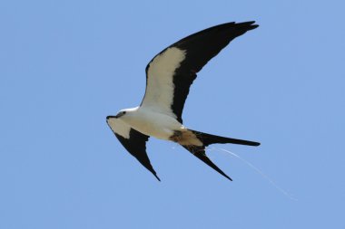 Swallow-tailed Kite clipart