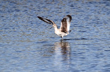 Willet (Catoptrophorus semipalmatus)