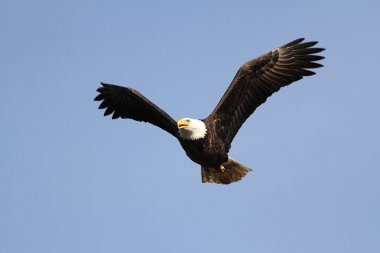 Adult Bald Eagle (haliaeetus leucocephalus) clipart